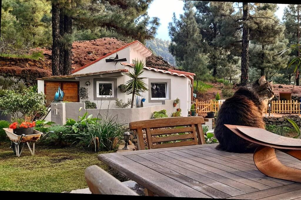 Casa Aguar: Acogedora Casa De Invitados En El Bosque Barrial Екстериор снимка